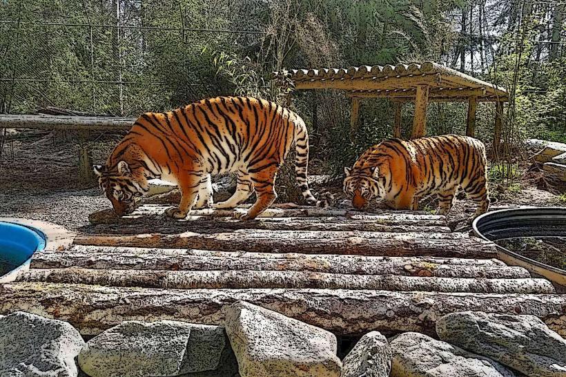 Big Cat Rescue