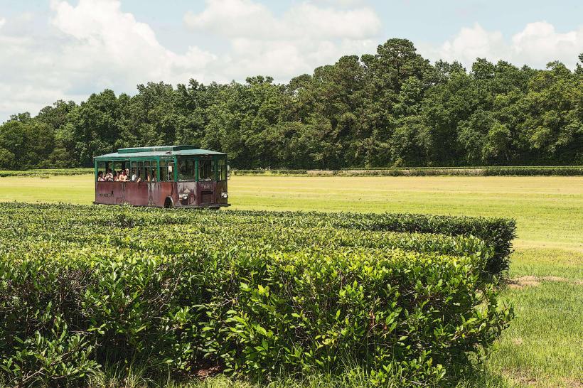 Charleston Tea Garden