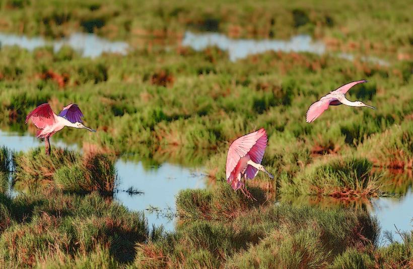 Aransas National Wildlife Refuge
