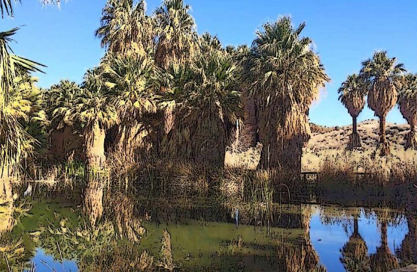 Coachella Valley Preserve