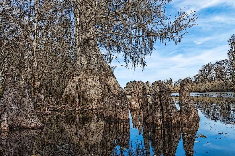 Lettuce Lake Park
