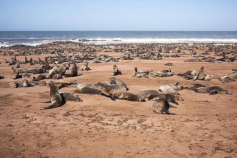 Cape Cross Seal Reserve