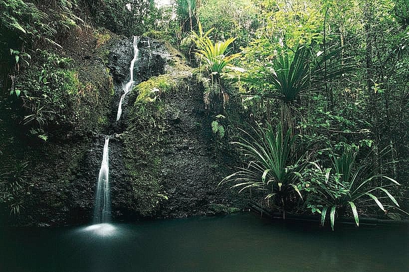 Colo-i-Suva Forest Park