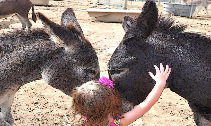 Donkey Sanctuary