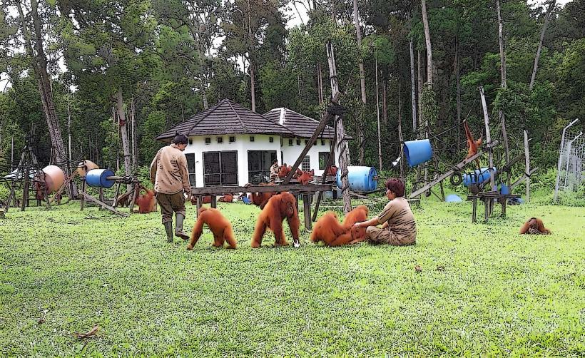 Borneo Orangutan Survival Foundation