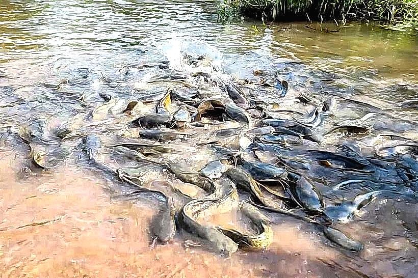 Dafra Sacred Fish Pond