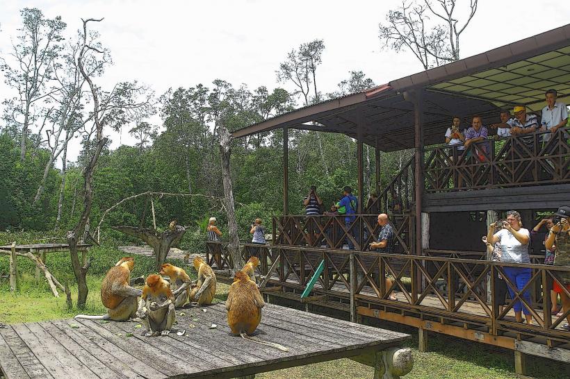 Labuk Bay Proboscis Monkey Sanctuary е светилище за диви животни