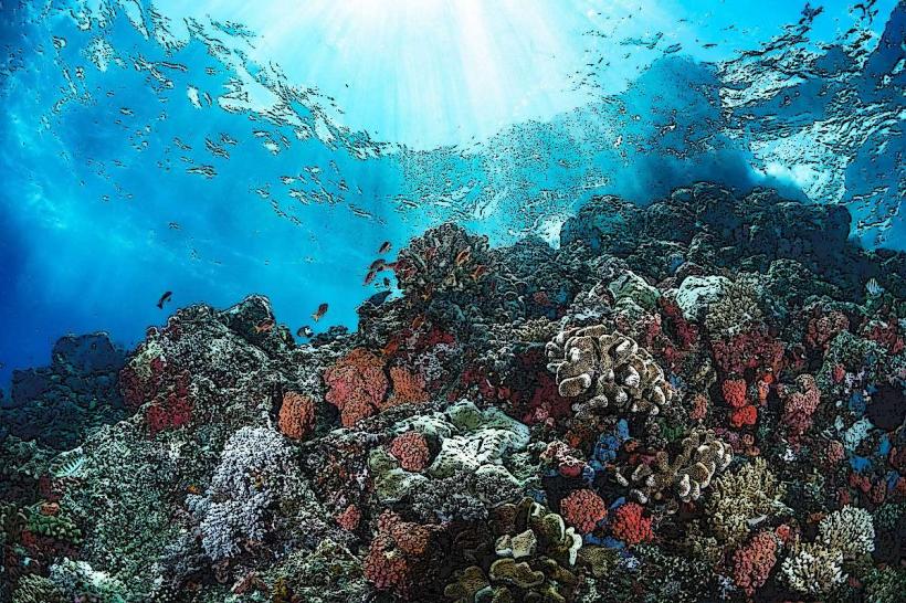 Bora Bora Coral Gardens