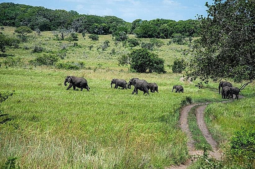 Maputo Special Reserve (Elephant Park)
