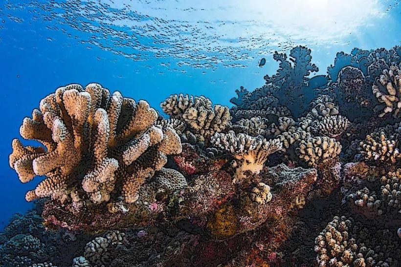 Moorea Coral Garden