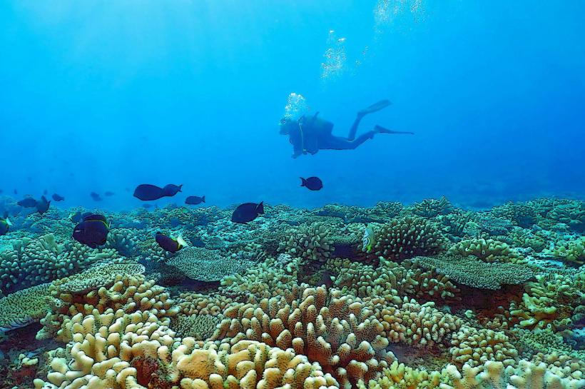 Tahiti Nui Diving