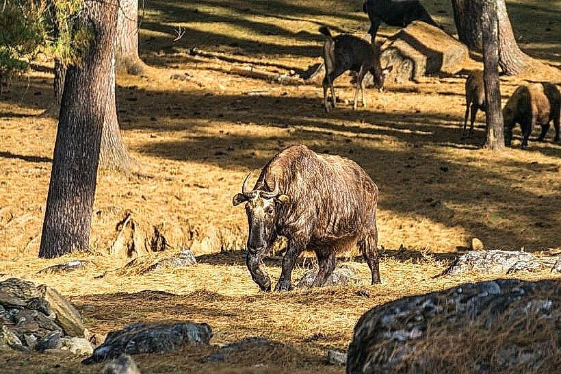 Motithang Takin Preserve