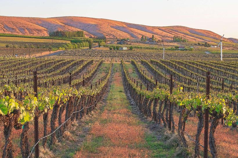 Red Mountain AVA (American Viticultural Area)
