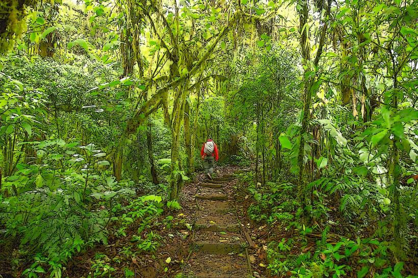 Резерватът Santa Elena Cloud Forest