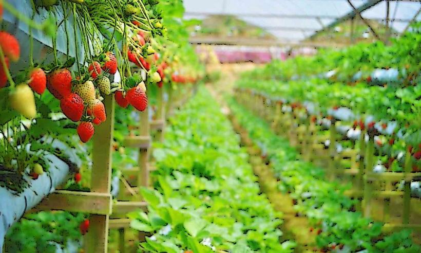 Strawberry Farms в Cameron Highlands са една от най популярните