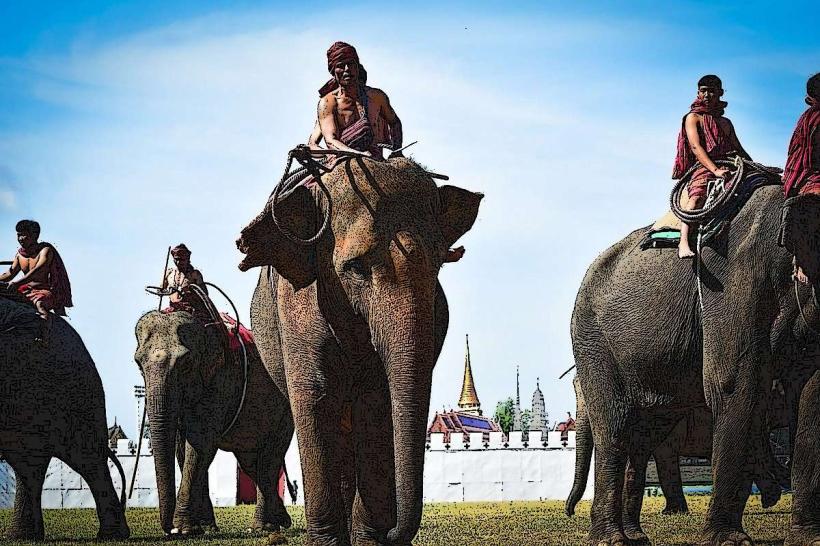 Surin Elephant Round-up