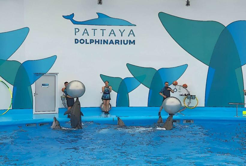 Pattaya Dolphin World