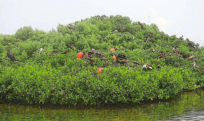 Frigate Bird Sanctuary