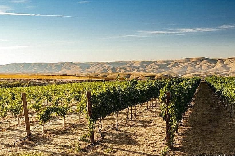 Clearwater Canyon Cellars