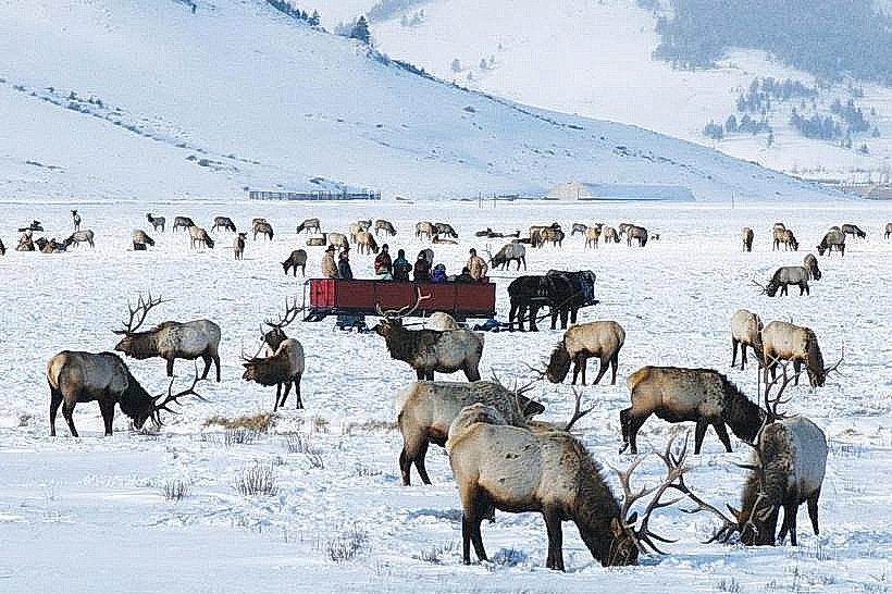 National Elk Refuge