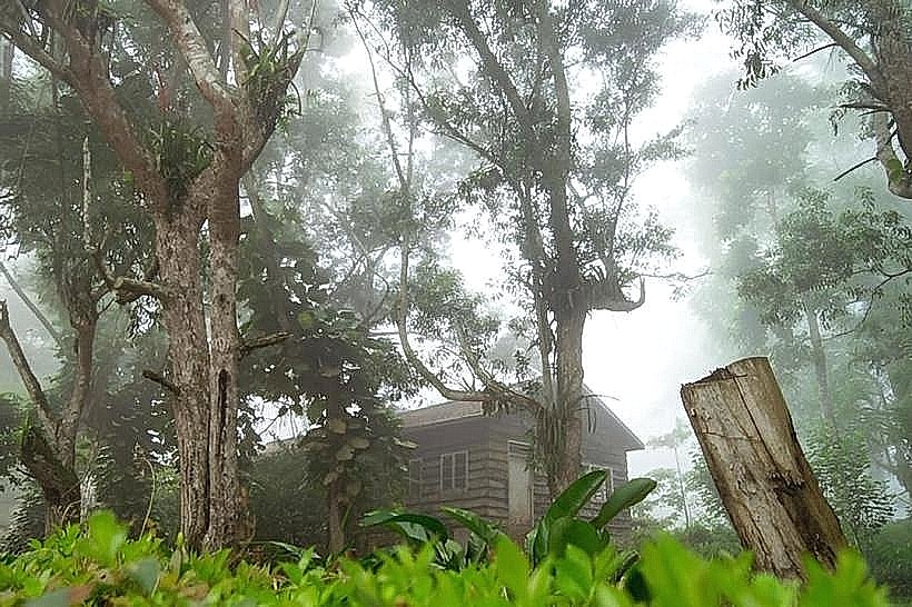 Tetteh Quarshie Cocoa Farm