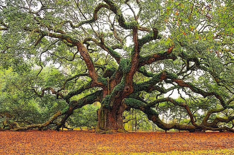 Angel Oak Tree