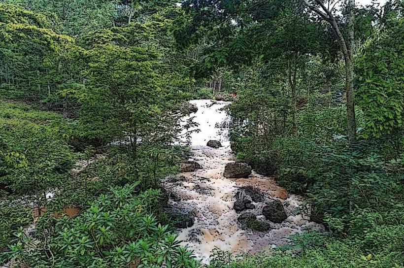 Kirimiri Forest