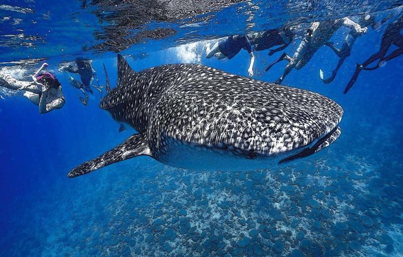 Whale Shark Reef