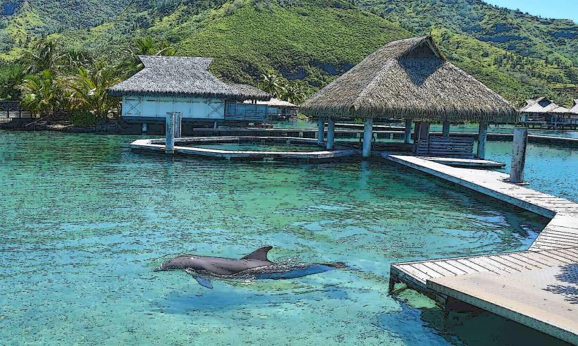 Moorea Dolphin Center