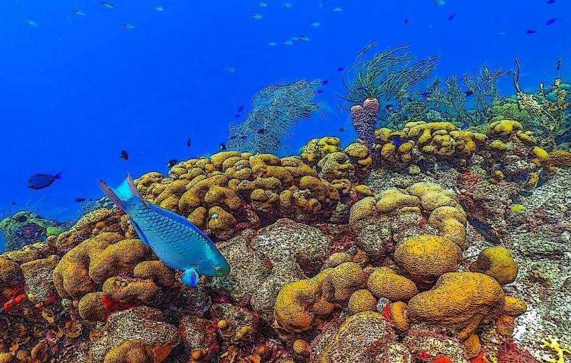 chumbe coral gardens са част от chumbe Island Coral Park