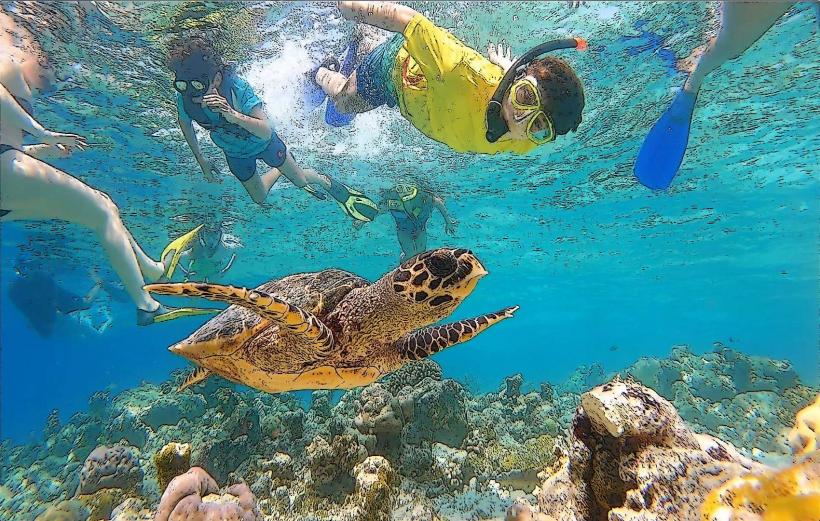 Maldives Turtle Reef