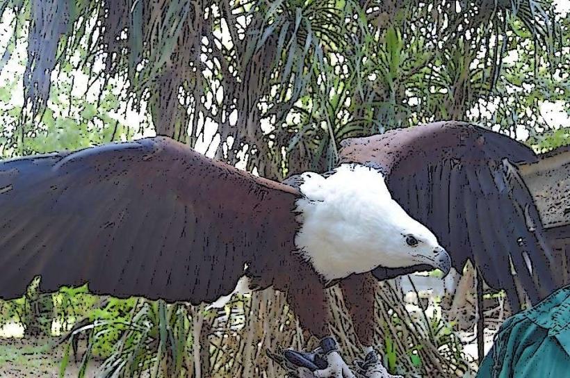Falconry of Kenya