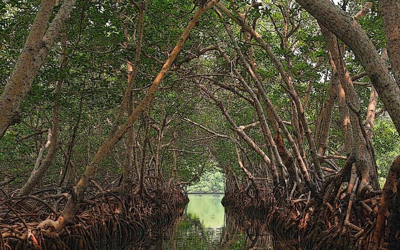 Woodland Mangrove Reserve