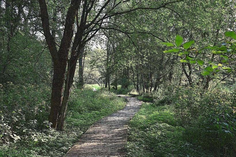 Rasmussen Woods