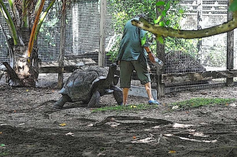 Centre d'élevage de tortues géantes