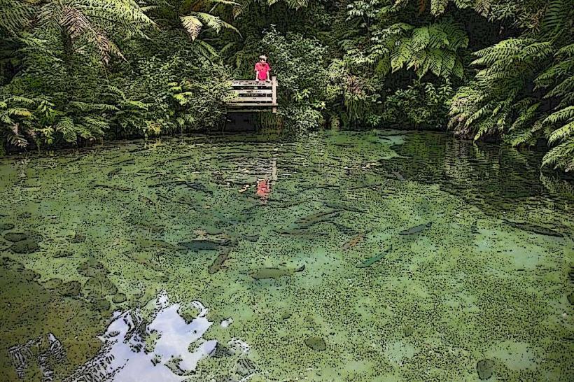 Paradise Valley Springs