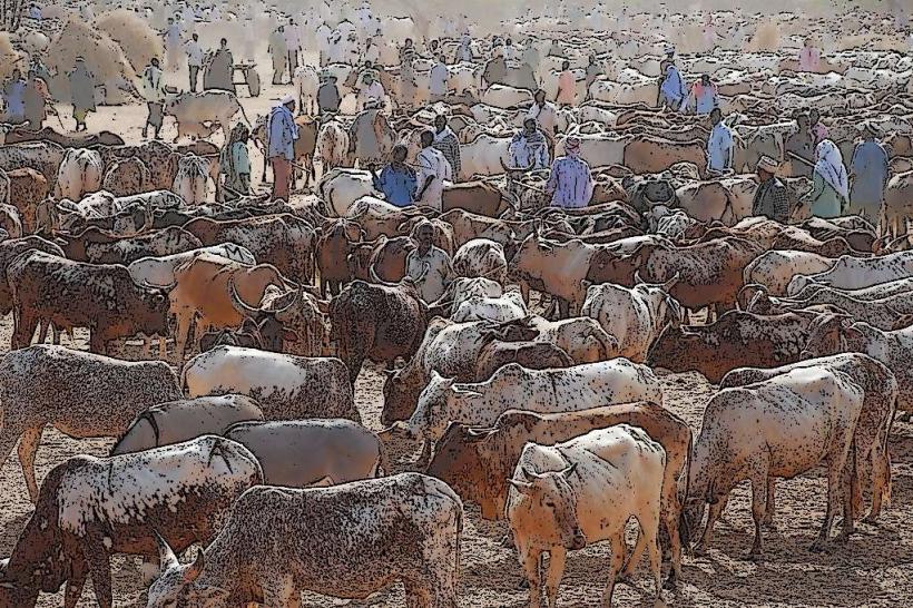 Garissa Cattle Market