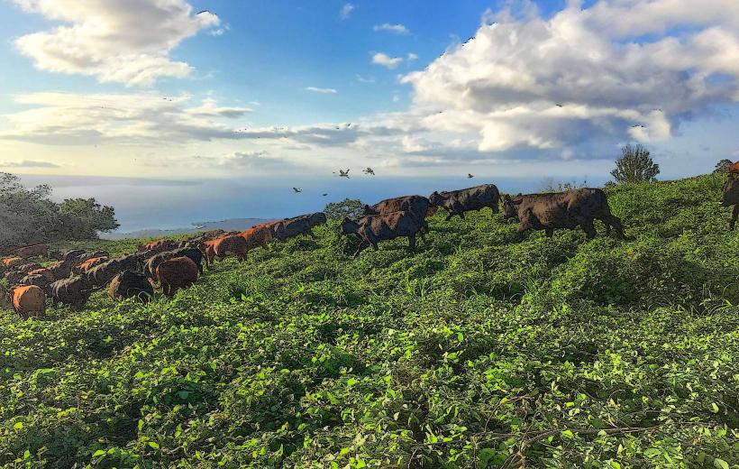 Ulupalakua Ranch