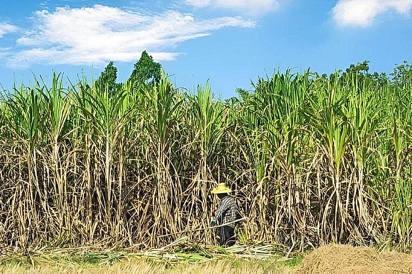 Sugarcane Plantations