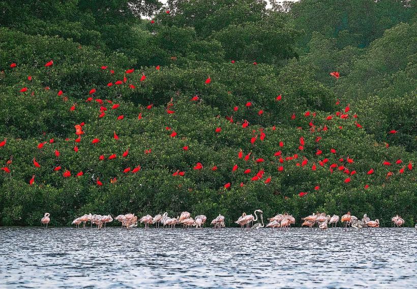 Caroni Bird Sanctuary