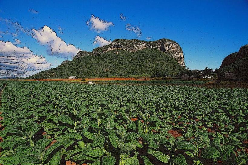 Тютюневи плантации Pinar del Río