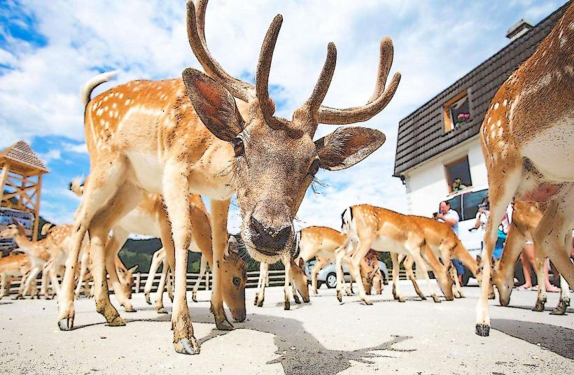 Jelenov Greben Deer Park