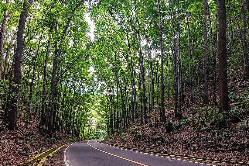 Bilar Man-Made Forest