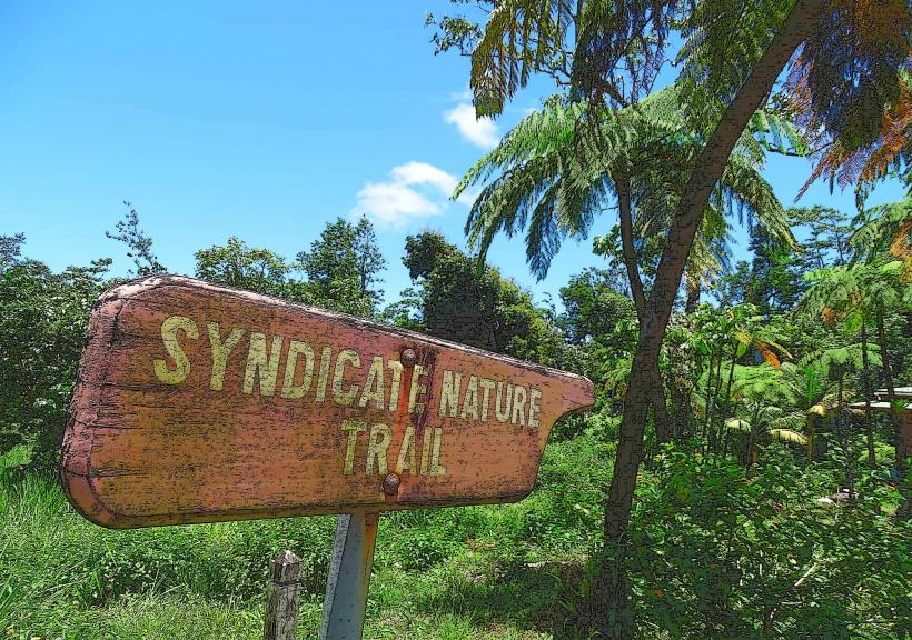 Syndicate Rainforest Reserve