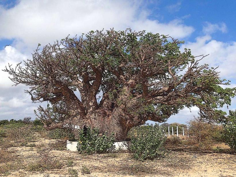 Baobab Tree