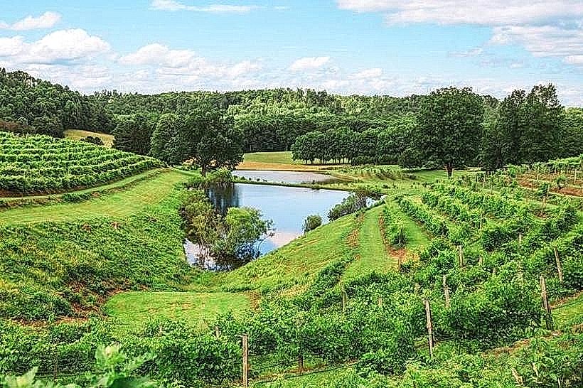 Daniel Vineyards