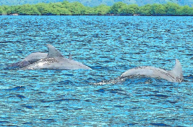 Dolphin Bay Bahía de Los Delfines е красив и верен