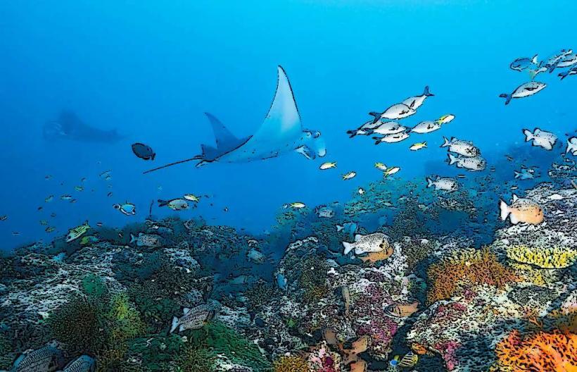 Manta Reef