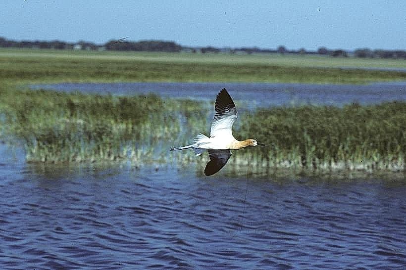 Cheyenne Bottoms