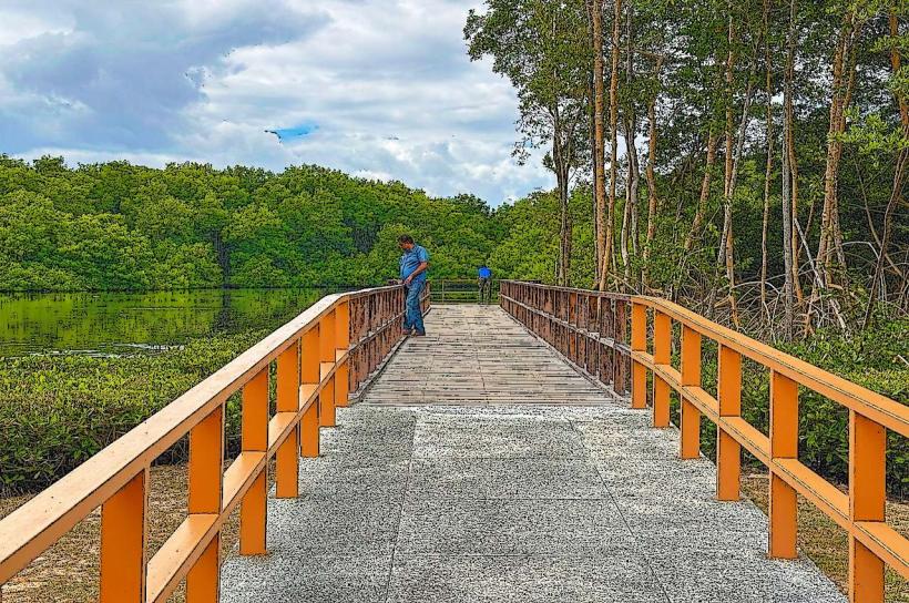 Caroni Swamp Boardwalk